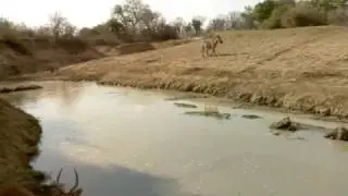 African Zebras ~ Drinking at the, Last Waterhole Hide ~ Zambia, Africa