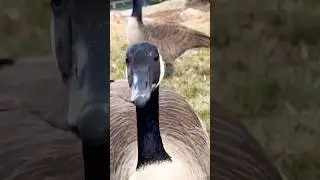 Rare Goose Image