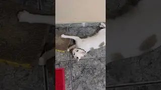 Meu Gato Maravilhoso: Momentos Fofos e Divertidos #gatinhos