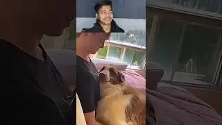 Reaction ranking video: the moment of kissing a pet dog #meme #funny #ranking #reaction #funnyvideos