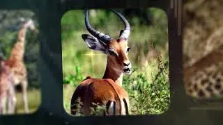 EXPLORE UGANDA. MAYA NATURE RESORT