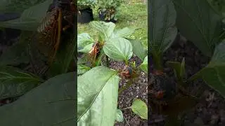 Cicadas invading the pepper patch! Anybody else in the path of brood XIX this year?