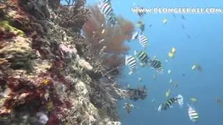 Dive Menjangan part1.mpg