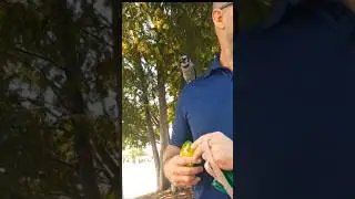 Wild Blue Jay Plays Hide -n- Seek With His Human Family