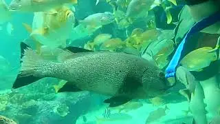 Seaventure part 3