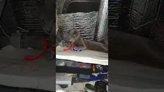Baby Zooma play or sleep
