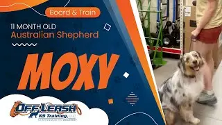Moxy | 11 Month Old Australian Shepherd | Off Leash K9 Training Phoenix