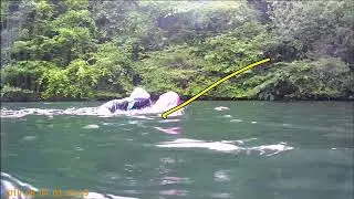 Swimming Video Analysis