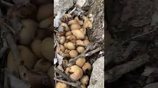 Coprinellus Micaceus