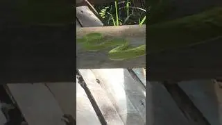 Indigenous People mistaken this snake as Poisonous. #nature #adventure #forester #wildlife