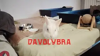 White Bunny introduces the Davolybra Channel - Batuffolo #whitebunny #whiterabbit #bunny