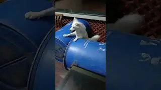 Baby dog barking 