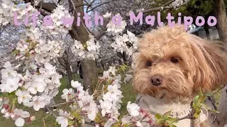Life with a Maltipoo 🧸 April Days 🎀🐾 Hanami at Toneri Park 🌸🧺