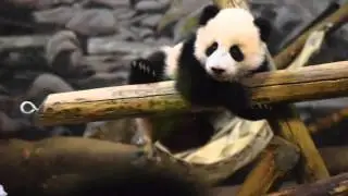 Giant Panda Cub Celebration Toronto Zoo