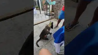 How husband trained his future Guard Dog