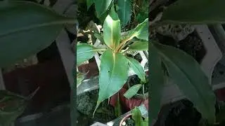 ANOTHER NEW COLLECTION IN MY GARDEN | MANDARIN ORANGE SIPER PLANT | #SHORTS #bethvergara