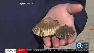 Scalloping is making a comeback to the Niantic River!