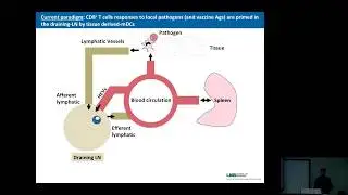 A New Paradigm for the Priming of Systemic CD8+T Cell Responses