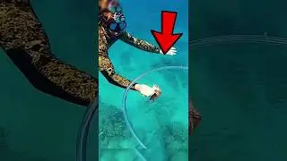 You Won&rsquo;t Believe How This Bubble Ring Affects Sea Creatures!