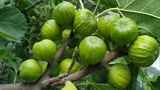 Early Squishy Figs in Germany (Ficus carica)