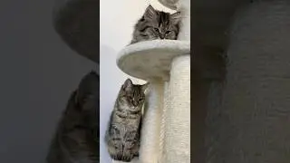 Бабуля укладывает Лексуса спать)