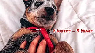 Blue Heeler Puppy Photo Compilation | Watch my Cattle Dog Grow Up