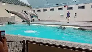 Delf&iacute;ni skok jako ve filmu 🐬 #delfinarium #delfini #wowmoment #animalshow #v&yacute;let #zazitky
