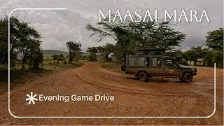 Maasai Mara Evening Game Drive
