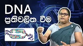 A/L Molecular Biology | DNA Replication - DNA ප්‍රතිවලිතවීම | Dr Dimuthu S. Manamgoda