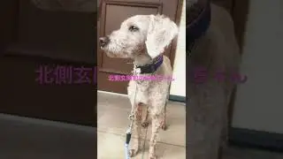 #多肉植物のある暮らし #セダム#玄関前