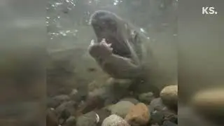 Chum and Coho salmon swim upstream to spawn from the restored Chico Estuary