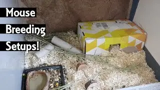 How I Breed My ASF Mice | Different setups