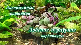 #Аквариумные_растения Лобелия кардиналис.