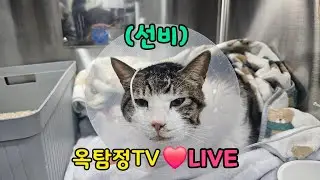 선비가 많이 아파요..,그리고