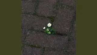 bloom