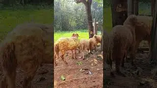 #viral #baffalo #travelblog #nature #viral #video #viralvideo #goat #farming