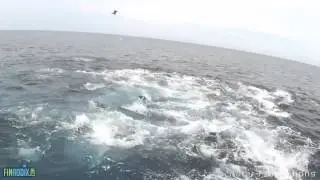 atun en sardara en panama