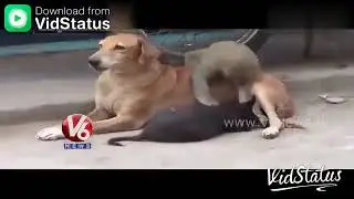 V6 monkey and dog joke