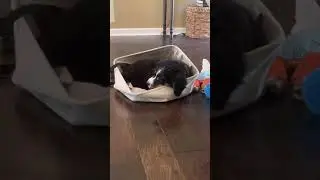 Adorable rescue bernese mountain dog puppy falls asleep in toy basket #shorts