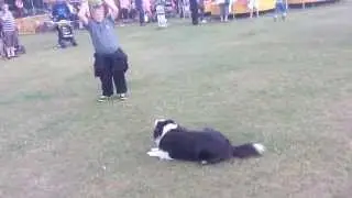 Dog With Amazing Ball Control Skills