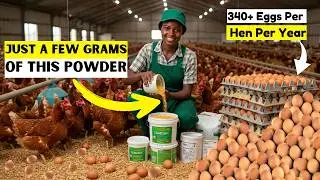 I Added THIS ONE Thing to Their Feed & Water & My Hens Started Laying Non Stop