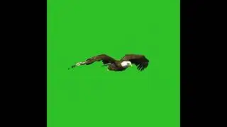 Eagle green screen video effect, eagle flying green screen video