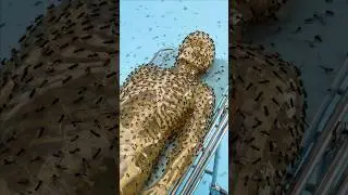 1 Mill&oacute;n de Mosquitos VS Humano 😳 #shorts