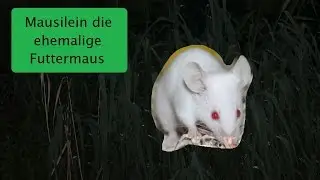 Mausilein die ehemalige Futtermaus