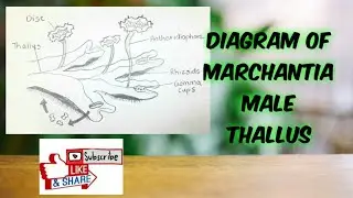 How to draw marchantia male thallus