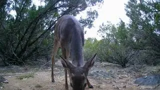 Foxelli trail camera footage (Texas Hill Country, 1/30/22)