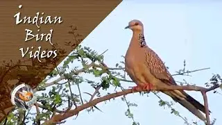 The Spotted Dove (Spilopelia chinensis) - അരിപ്പ്രാവ് - புள்ளிப்புறா - ठिपकेदार होला - তিলা ঘুঘু