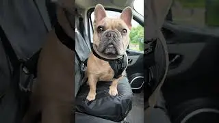 The Kurgo Tru Fit Dog Safety Car Harness #ad #kurgo #dogtravel #dogsafety