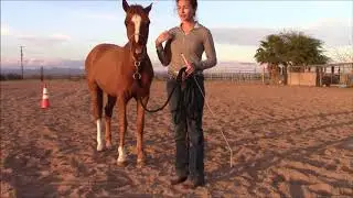 Spanish Walk Tutorial - Abiela Conde Horsemanship