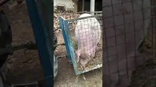 Najveća svinja 375kg Rekord Zlatokop Vranje